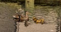 Duckling rove call all lined up