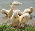 Duckling's cleaning