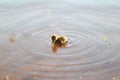 A Duckling