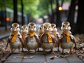 Duckling students follow mother duck in line