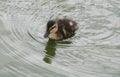 Duckling swimming in pond Royalty Free Stock Photo