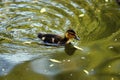duckling swimming in pond Royalty Free Stock Photo