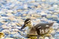 Duckling swimming on pond