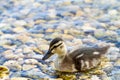 Duckling swimming on pond Royalty Free Stock Photo