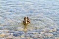 Duckling swimming on pond Royalty Free Stock Photo