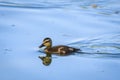 Duckling swimming in water