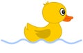 Duckling swimming