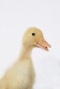 Duckling is talking about businness success Royalty Free Stock Photo