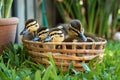 duckling trio snuggled in a wicker basket on green grass