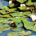 Duckling between the water lillies Royalty Free Stock Photo