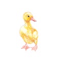 Duckling watercolor illustration. Easter set. Hand painted card with traditional symbols isolated on white background. Royalty Free Stock Photo