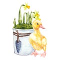 Duckling watercolor illustration. Easter set. Hand painted card with traditional symbols isolated on white background. Royalty Free Stock Photo