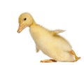 Duckling, 1 week old, in front of white background Royalty Free Stock Photo