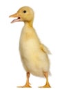 Duckling, 1 week old, standing in front of white background Royalty Free Stock Photo