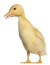 Duckling, 1 week old, standing in front of white background Royalty Free Stock Photo