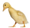 Duckling, 1 week old, walking in front of white background Royalty Free Stock Photo