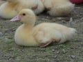 Duckling Yellow Domestic Duck Royalty Free Stock Photo