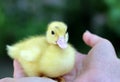 Duckling