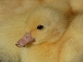 Duckling Yellow Young Domestic Duck Royalty Free Stock Photo