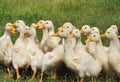 Ducklings Royalty Free Stock Photo