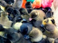 Ducklings and artificially colored chicks