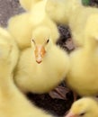 Ducklings in a backyard