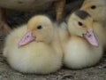 Ducklings Domestic Duck Young Royalty Free Stock Photo