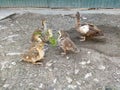 Ducklings and duck eat a grape leaves Royalty Free Stock Photo