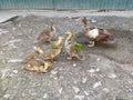 Ducklings and duck eat a grape leaves Royalty Free Stock Photo