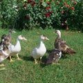 Ducklings in a farmyard