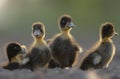 Ducklings flock in wetlands or wildlife reserves in Pakistan