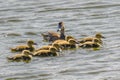 Ducklings following mama duck. Cute ducklings (duck babies) following mother in a lake Royalty Free Stock Photo