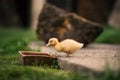 Ducklings on a grass in the garden, drinking a water. Cute baby ducks in small breeding. Concept of farming. Royalty Free Stock Photo