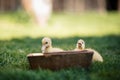 Ducklings on a grass in the garden, drinking a water. Cute baby ducks in small breeding. Concept of farming. Royalty Free Stock Photo