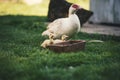 Ducklings on a grass in the garden, drinking a water. Cute baby ducks in small breeding. Concept of farming. Royalty Free Stock Photo