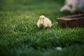 Ducklings on a grass in the garden, drinking a water. Cute baby ducks in small breeding. Concept of farming. Royalty Free Stock Photo