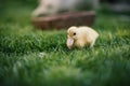 Ducklings on a grass in the garden, drinking a water. Cute baby ducks in small breeding. Concept of farming. Royalty Free Stock Photo