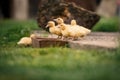 Ducklings on a grass in the garden, drinking a water. Cute baby ducks in small breeding. Concept of farming. Royalty Free Stock Photo