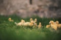 Ducklings on a grass in the garden, drinking a water. Cute baby ducks in small breeding. Concept of farming. Royalty Free Stock Photo