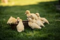 Ducklings on a grass in the garden, drinking a water. Cute baby ducks in small breeding. Concept of farming. Royalty Free Stock Photo