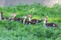 Ducklings on grass