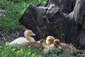 Ducklings on the grass under a hemp Royalty Free Stock Photo