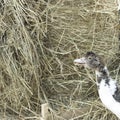 Duck broiler on a home farm