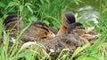 Ducklings huddled together.