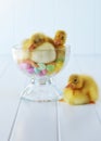 Ducklings and Jelly Beans Royalty Free Stock Photo