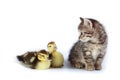 Ducklings and kitten. Royalty Free Stock Photo