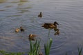 Ducklings in the lake in France - Bassin de la muette Royalty Free Stock Photo