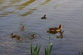 Ducklings in the lake in France - Front view Royalty Free Stock Photo