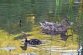 Ducklings on the lake in natural habitat