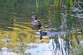 Ducklings on the lake in natural habitat